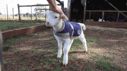 Sheep Lamb Wagging GIF