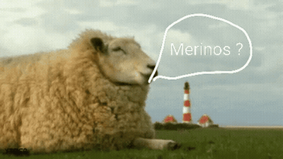 Sheep Laying In Grass Saying Merinos GIF