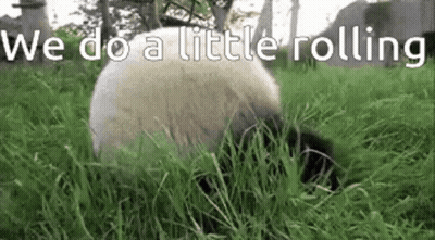 Sheep Laying In Grass We Do A Little Rolling GIF