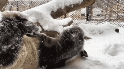 Sheep Laying In Snow By Fence GIF