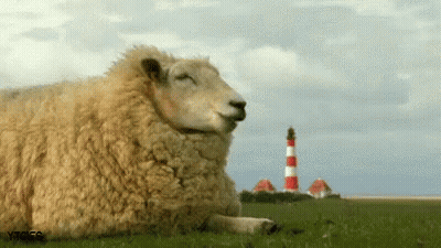 Sheep Lying Down In Grass With Lighthouse GIF