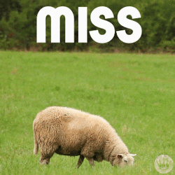 Sheep Miss Ewe GIF