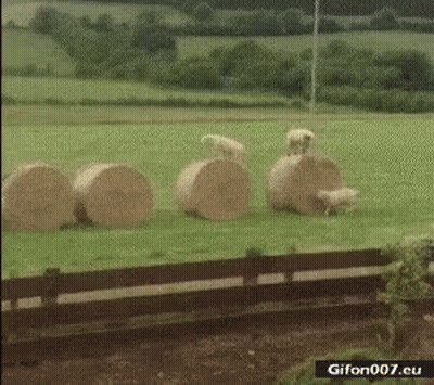 Sheep Next To Hay Bales In Field GIF