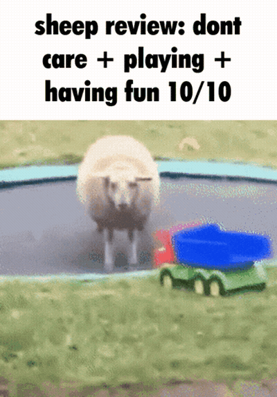 Sheep On Trampoline Reviews Don't Care GIF