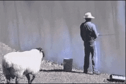 Sheep Pushed The Man Funny Fishing GIF