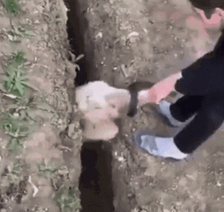 Sheep Rescue Fails GIF