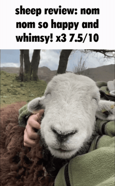 Sheep Review Held In Arms GIF