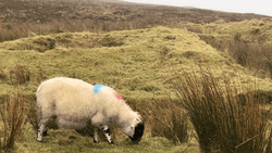 Sheep Scottish Highlands GIF