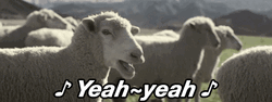 Sheep Singing Yeah GIF