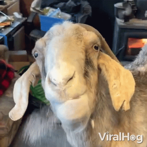 Sheep Sitting On Couch Looking At Camera With Viralhog GIF