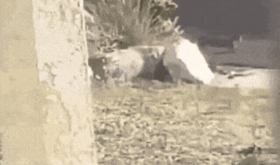 Sheep Standing In Grass Next To Tree GIF