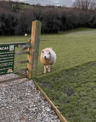 Sheep Standing In Grassy Field Next To Acas Sign GIF
