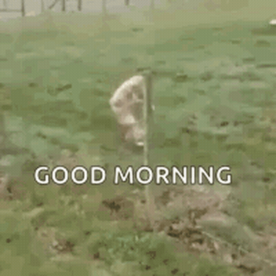 Sheep Standing Next To Tree With Good Morning GIF