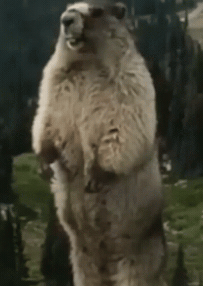 Sheep Standing On Hind Legs With Mouth Open GIF