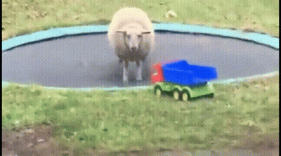 Sheep Standing On Trampoline With Toy Truck GIF