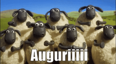 Sheep Standing Together Auguriiii GIF