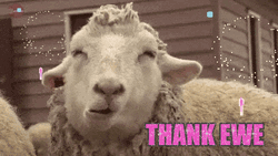 Sheep Thank You GIF