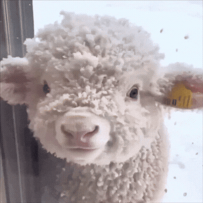 Sheep With Snow on Head