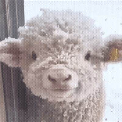 Sheep With Snow On Head GIF
