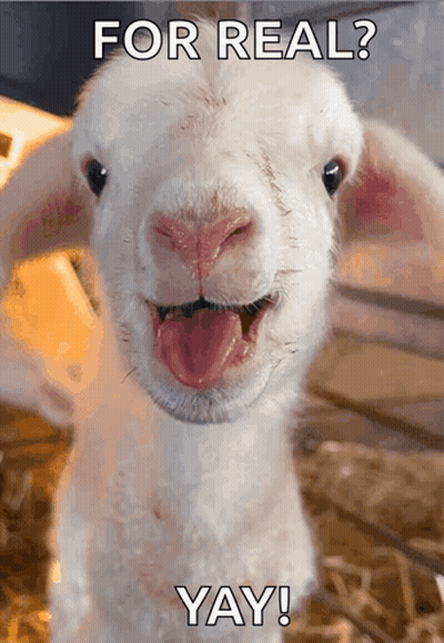 Sheep With Tongue Out Saying For Real Yay GIF