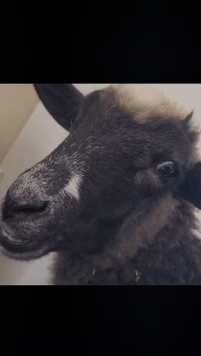 Sheep With White Spot On Nose GIF