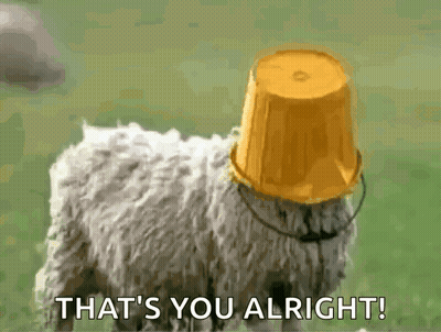 Sheep With Yellow Bucket Saying That's You Alright GIF