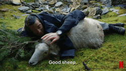 Sheep You Vs. Wild GIF