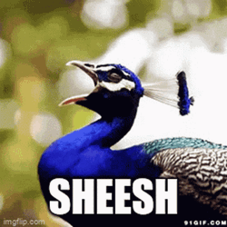 Sheesh Colorful Peacock GIF