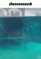 Sheesh Gator Swim  GIF