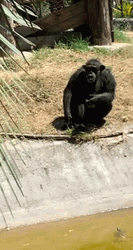 Sheesh Monkey Sign GIF