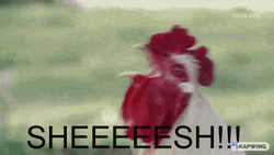 Sheesh White Rooster GIF