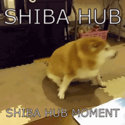 Shiba Hub Moment GIF