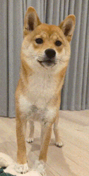 Shiba Inu Agree GIF