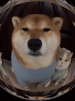 Shiba Inu And Cat Waiting GIF