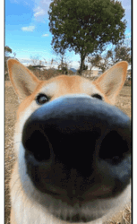 Shiba Inu Close Up Nose GIF