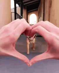 Shiba Inu Cute Heart  GIF