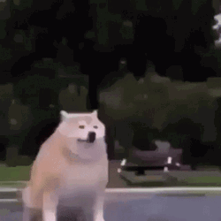 Shiba Inu Disappearing Camera Trick GIF