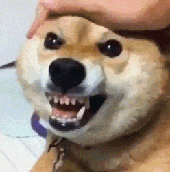 Shiba Inu Dog Barking GIF