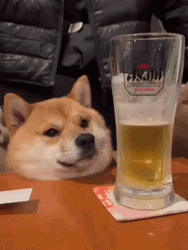 Shiba Inu Dog Drinking Beer GIF