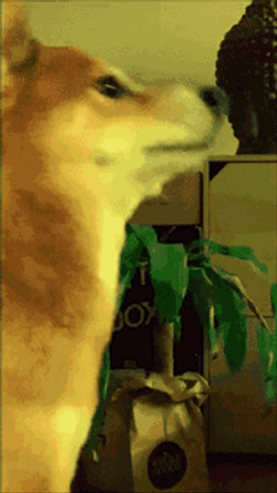 Shiba Inu Dog Party GIF