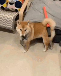 Shiba Inu Dog Ready To Fight GIF
