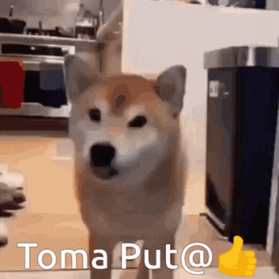 Shiba Inu Giving Thumbs Up Toma Put @ GIF