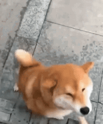 Shiba Inu Happy Dance GIF