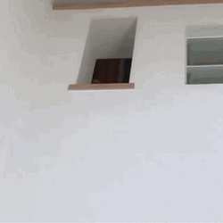 Shiba Inu Head In Small Square Hole GIF