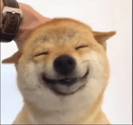 Shiba Inu Head Scratch GIF