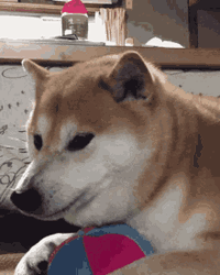 Shiba Inu Hunting Dog Angry Fangs