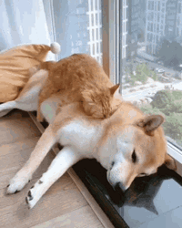 Shiba Inu Hunting Dog Cat Dog Chilling