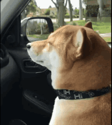 Shiba Inu Hunting Dog Chilling Vibing Car Ride