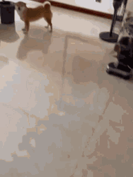 Shiba Inu Hunting Dog Cute Smile Closed Eyes GIF