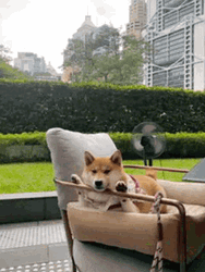 Shiba Inu Hunting Dog Garden Chilling Stare GIF
